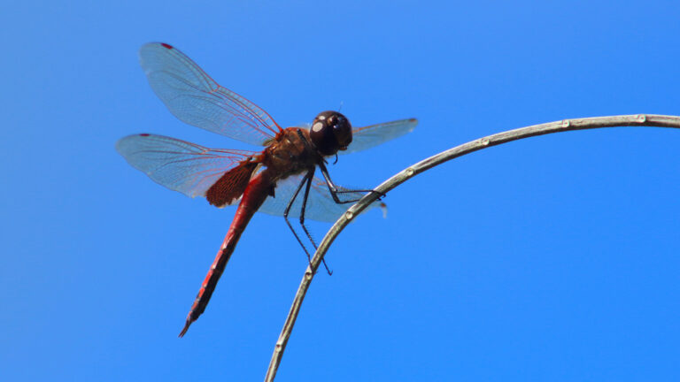 Michèle Mosses-Dubois - Red-Dragon-Fly